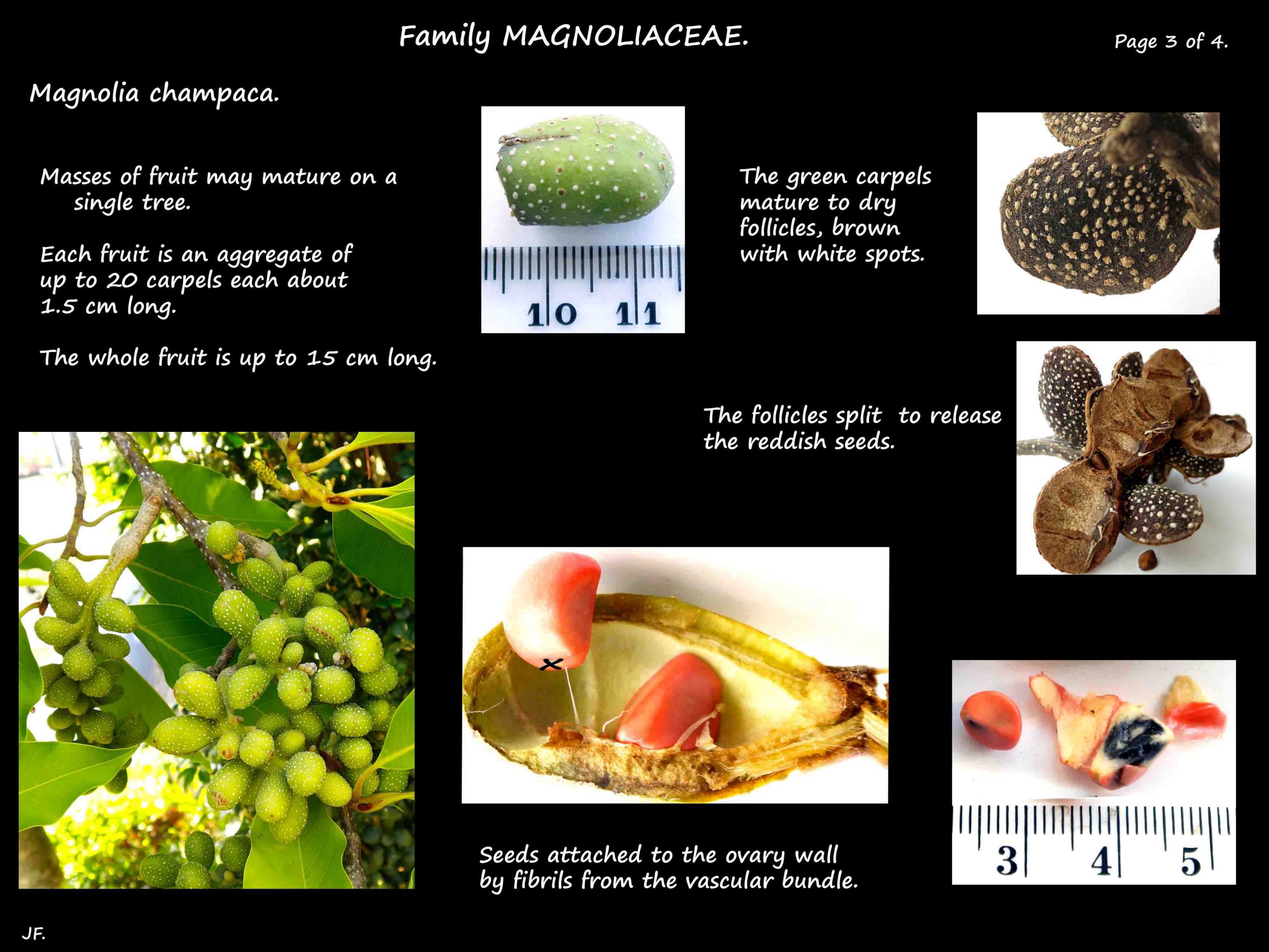 3 Aggregate fruit of Magnolia champaca